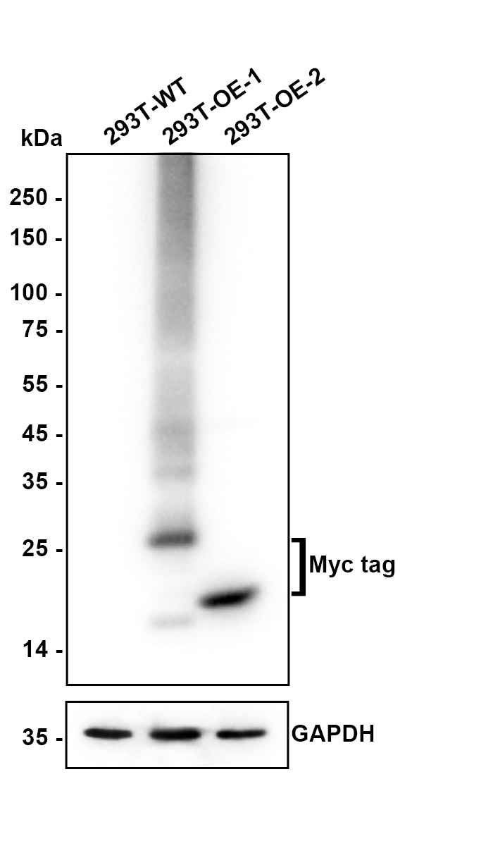 Western blot analysis of Myc tag on different lysates with Rabbit anti-Myc tag antibody (<a href="/products/R1208-1" style="font-weight: bold;text-decoration: underline;">R1208-1</a>) at 1/20,000 dilution.<br /><br />Lane 1: 293T cell lysate<br />Lane 2: 293T transfected with Myc-tagged Claudin18.2 (C-terminal) cell lysate<br />Lane 3: 293T transfected with Myc-tagged Histone H3.1 (N-terminal) cell lysate<br /><br />Lysates/proteins at 10 µg/Lane.<br /><br />Exposure time: 2 seconds; ECL: K1801;<br /><br />4-20% SDS-PAGE gel.<br /><br />Proteins were transferred to a PVDF membrane and blocked with 5% NFDM/TBST for 1 hour at room temperature. The primary antibody (<a href="/products/R1208-1" style="font-weight: bold;text-decoration: underline;">R1208-1</a>) at 1/20,000 dilution was used in 5% NFDM/TBST at 4℃ overnight. Goat Anti-Rabbit IgG - HRP Secondary Antibody (<a href="/products/HA1001" style="font-weight: bold;text-decoration: underline;">HA1001</a>) at 1/50,000 dilution was used for 1 hour at room temperature.