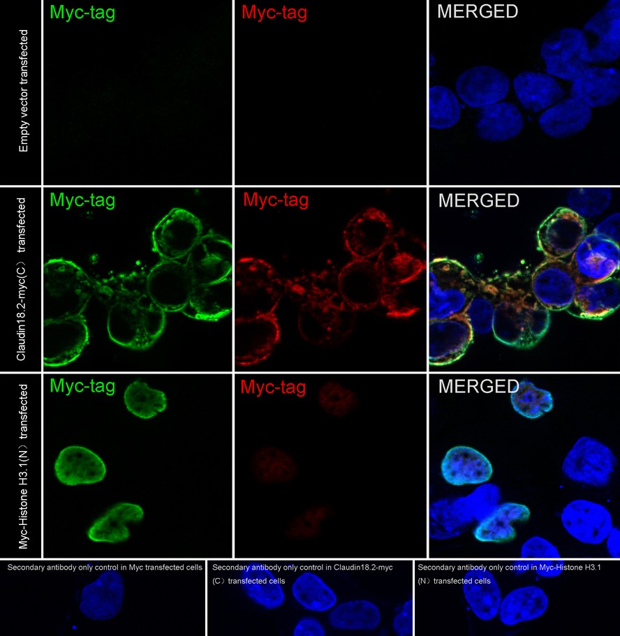 Immunocytochemistry analysis of 293T cells labeling Myc tag with Rabbit anti-Myc tag antibody (<a href="/products/R1208-1" style="font-weight: bold;text-decoration: underline;">R1208-1</a>) at 1/200 dilution.<br /><br />293T cells, transfected with Myc-tagged empty control, Claudin18.2 (C-terminal) or Histone H3.1 (N-terminal) expression vector, respectively, were fixed in 4% paraformaldehyde for 10 minutes at room temperature, permeabilized with 0.1% Triton X-100 in PBS for 15 minutes at room temperature, then blocked with 1% BSA in 10% negative goat serum for 1 hour at room temperature. Cells were then incubated with Rabbit anti-Myc tag antibody (<a href="/products/R1208-1" style="font-weight: bold;text-decoration: underline;">R1208-1</a>) at 1/200 dilution in 1% BSA in PBST overnight at 4 ℃. Goat Anti-Rabbit IgG H&L (iFluor™ 594, <a href="/products/HA1122" style="font-weight: bold;text-decoration: underline;">HA1122</a>) was used as the secondary antibody at 1/1,000 dilution. PBS instead of the primary antibody was used as the secondary antibody only control. Nuclear DNA was labelled in blue with DAPI.<br /><br />Myc Tag (<a href="/products/HA601081" style="font-weight: bold;text-decoration: underline;">HA601081</a>, green) was stained at 1/1,000 dilution overnight at +4℃. Goat Anti-Mouse IgG H&L (iFluor™ 488, <a href="/products/HA1125" style="font-weight: bold;text-decoration: underline;">HA1125</a>) was used as the secondary antibody at 1/1,000 dilution.