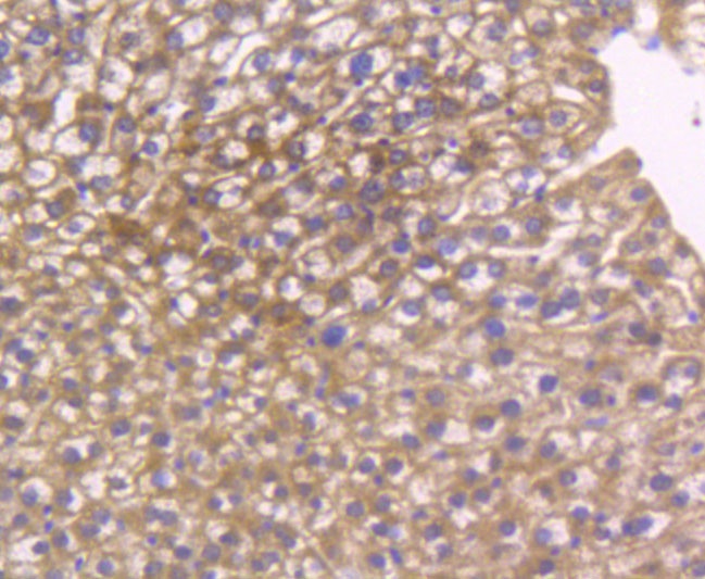 Glutathione Peroxidase 1 Rabbit Polyclonal Antibody