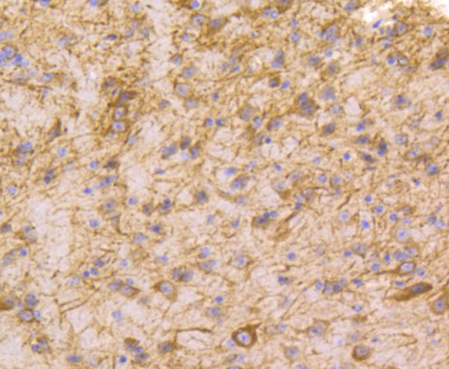 Glutathione Peroxidase 1 Rabbit Polyclonal Antibody