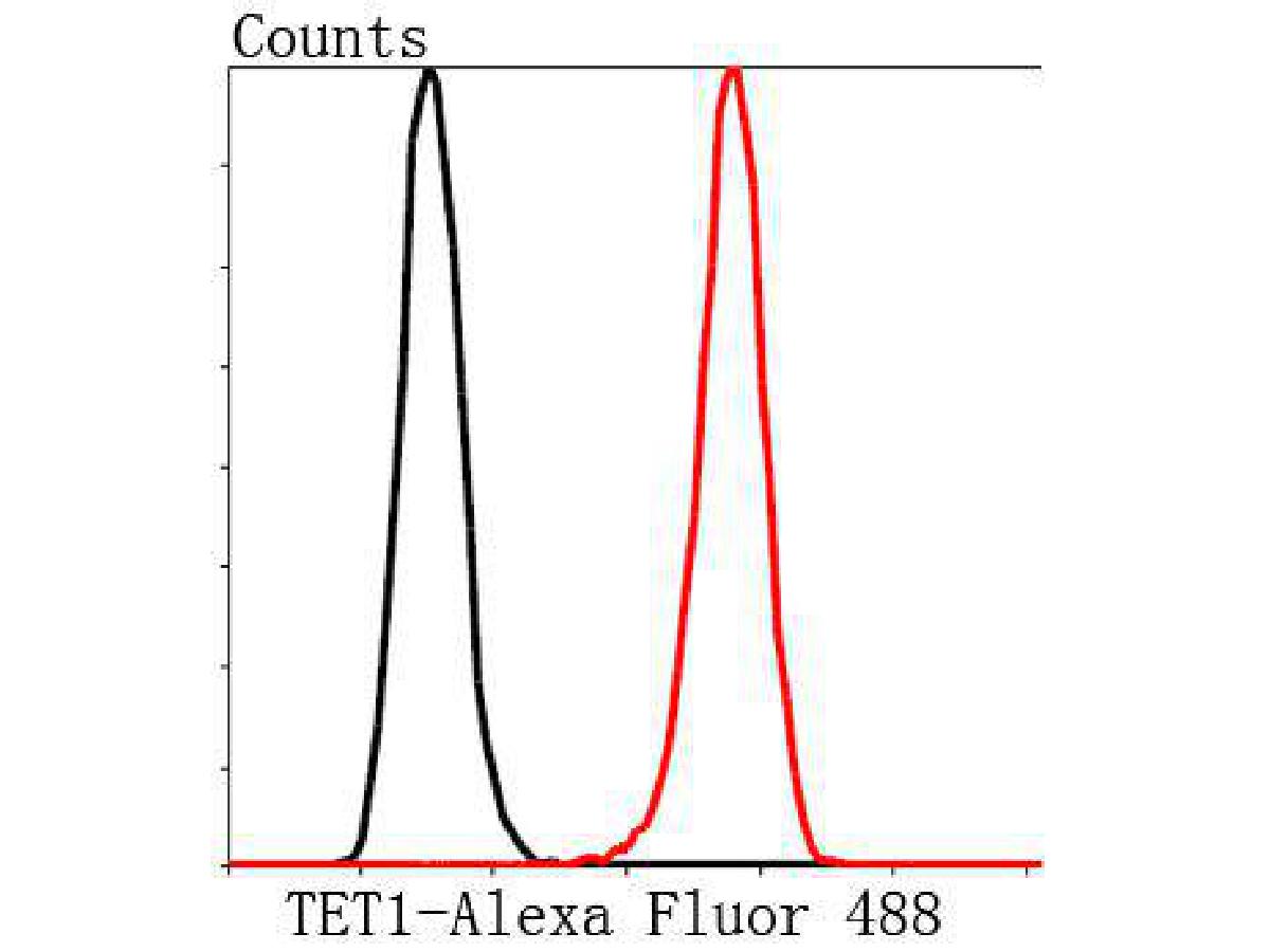 Tet1 Rabbit polyclonal Antibody