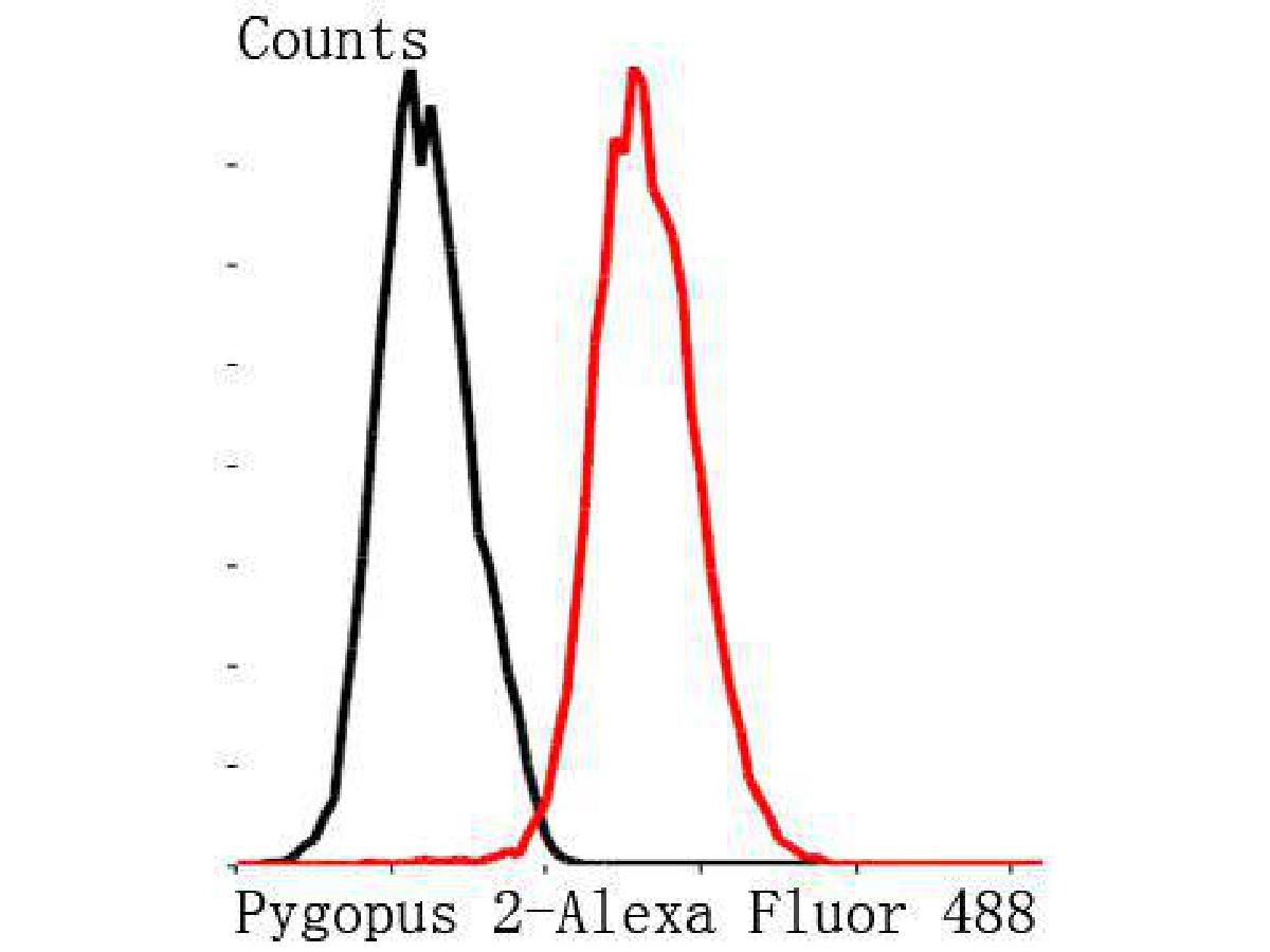 Pygopus 2 Rabbit polyclonal Antibody