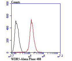 WDR5 Rabbit polyclonal Antibody